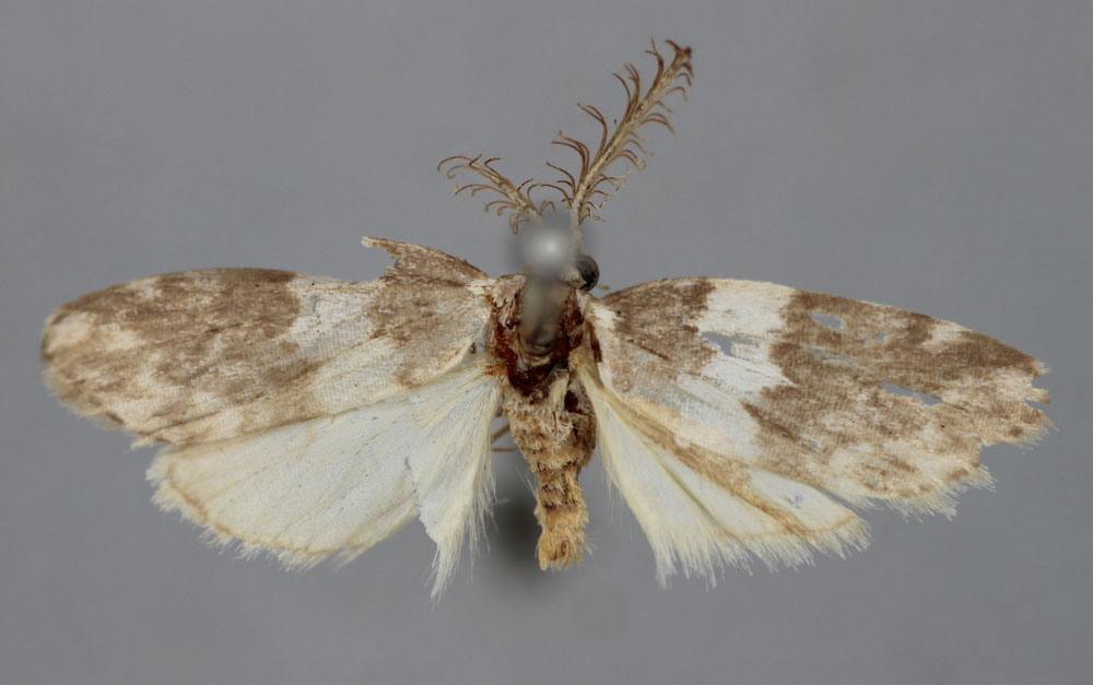 /filer/webapps/moths/media/images/P/plumicornis_Viettesia_HT_BMNH.jpg