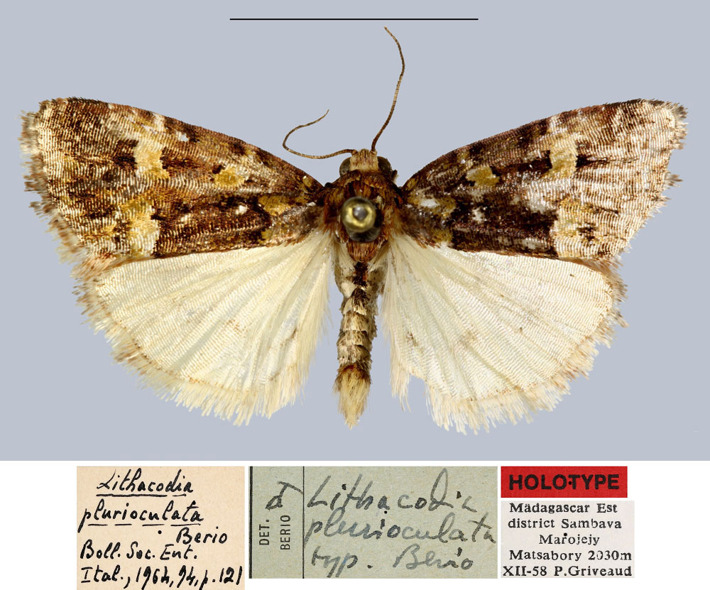 /filer/webapps/moths/media/images/P/plurioculata_Lithacodia_HT_MNHN.jpg