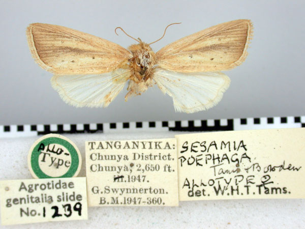 /filer/webapps/moths/media/images/P/poephaga_Sesamia_AT_BMNH.jpg