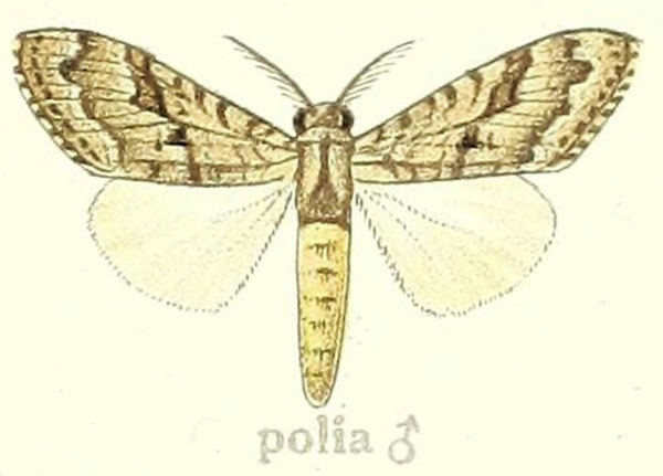 /filer/webapps/moths/media/images/P/polia_Dasychira_STM_Hering_24b.jpg