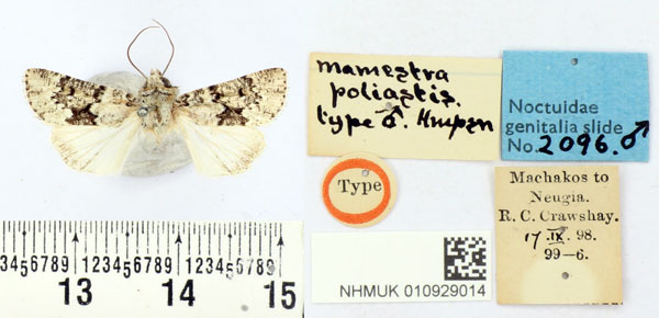 /filer/webapps/moths/media/images/P/poliastis_Mamestra_PLT_BMNH.jpg