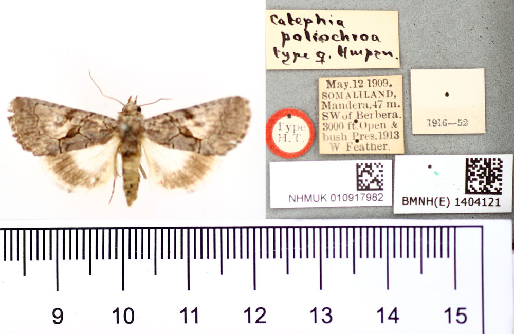 /filer/webapps/moths/media/images/P/poliochroa_Catephia_HT_BMNH.jpg
