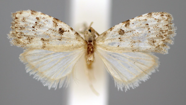 /filer/webapps/moths/media/images/P/poliophasma_Nola_HT_BMNH.jpg
