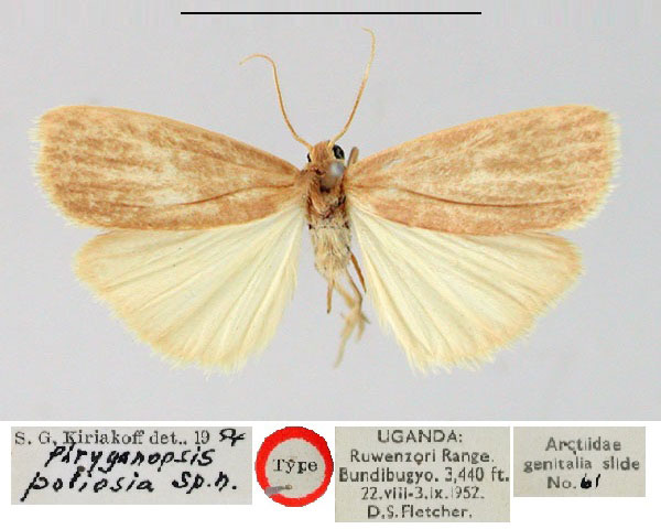 /filer/webapps/moths/media/images/P/poliosia_Phryganopsis_HT_BMNH.jpg