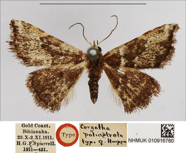 /filer/webapps/moths/media/images/P/poliostrota_Corgatha_HT_BMNH.jpg