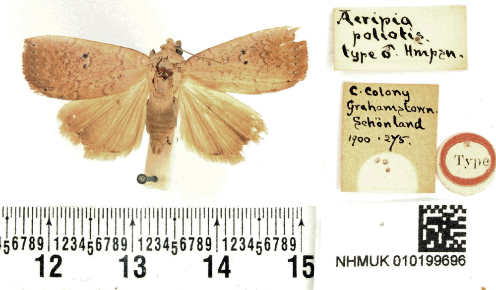 /filer/webapps/moths/media/images/P/poliotis_Acripia_HT_BMNH.jpg