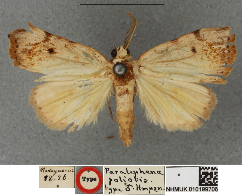 /filer/webapps/moths/media/images/P/poliotis_Paralephana_HT_BMNH.jpg