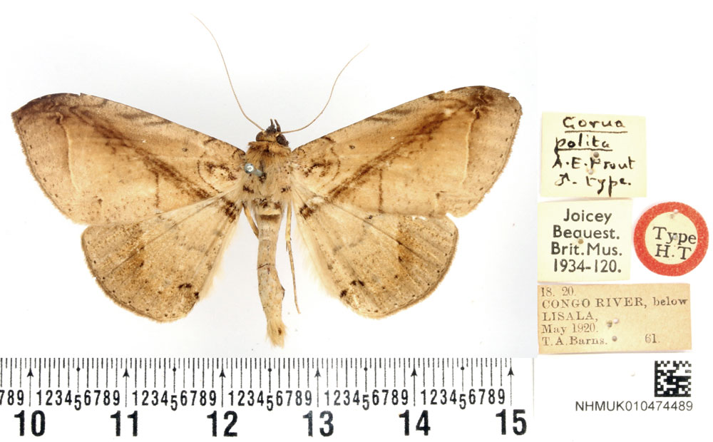 /filer/webapps/moths/media/images/P/polita_Gorua_HT_BMNH.jpg