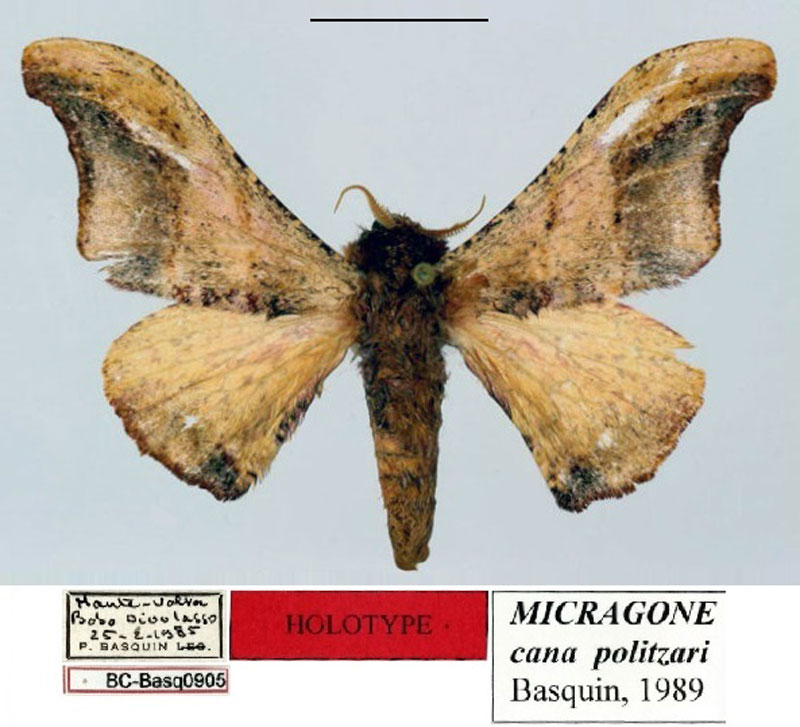 /filer/webapps/moths/media/images/P/politzari_Micragone_HT_Basquin.jpg