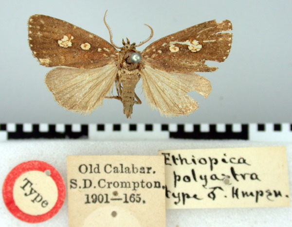 /filer/webapps/moths/media/images/P/polyastra_Ethiopica_HT_BMNH.jpg