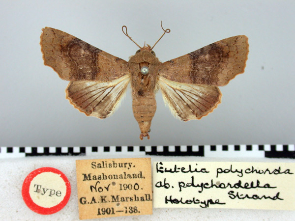/filer/webapps/moths/media/images/P/polychordella_Eutelia_HT_BMNH.jpg