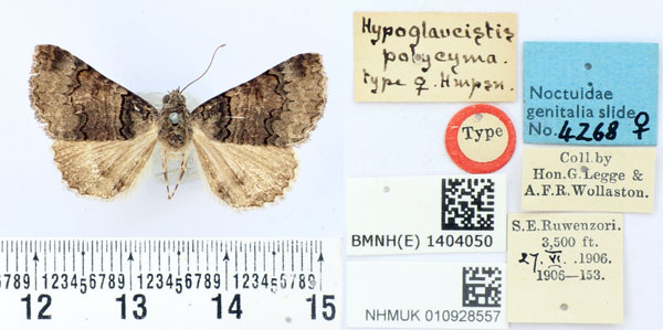 /filer/webapps/moths/media/images/P/polycyma_Hypoglaucistis_HT_BMNH.jpg