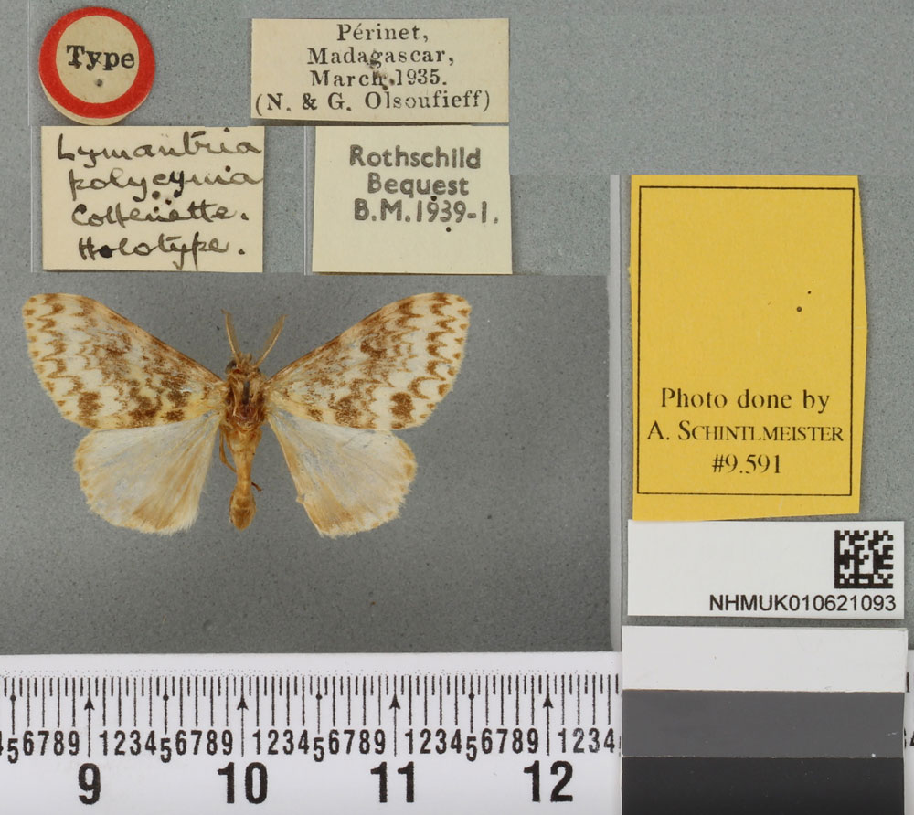 /filer/webapps/moths/media/images/P/polycyma_Lymantria_HT_BMNHa.jpg