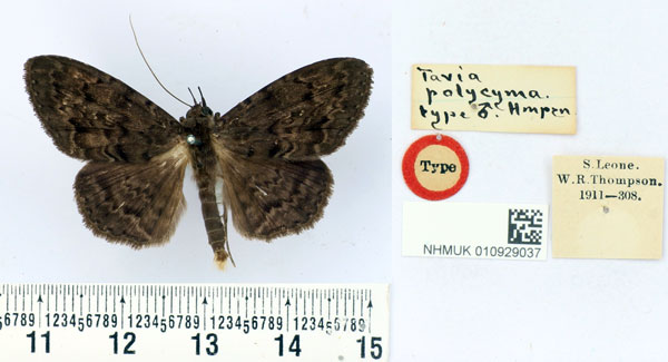 /filer/webapps/moths/media/images/P/polycyma_Tavia_HT_BMNH.jpg
