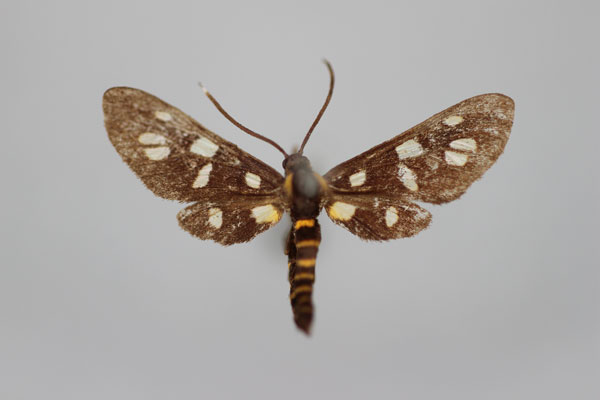 /filer/webapps/moths/media/images/P/polyxo_Amata_A_BMNH.jpg
