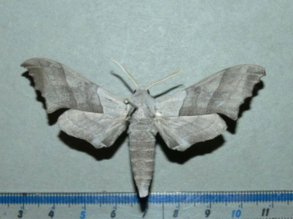 /filer/webapps/moths/media/images/P/ponens_Polyptychoides_A_Goff.jpg