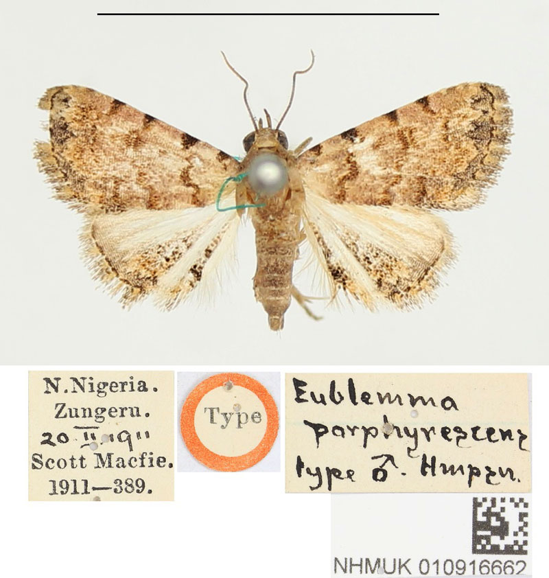 /filer/webapps/moths/media/images/P/porphyrescens_Eublemma_HT_BMNH.jpg