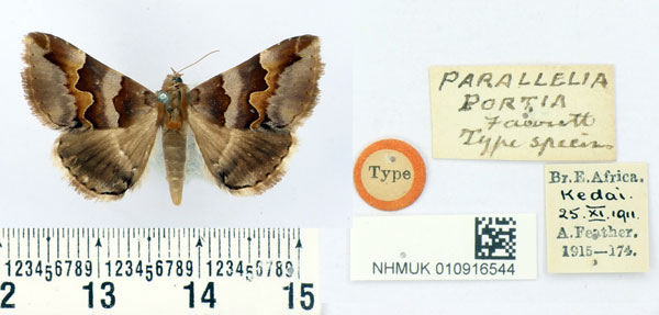 /filer/webapps/moths/media/images/P/portia_Parallelia_HT_BMNH.jpg