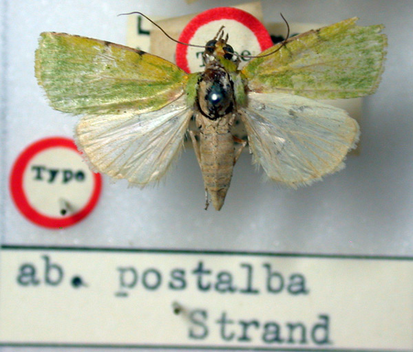 /filer/webapps/moths/media/images/P/postalba_Lophocrama_HT_BMNH.jpg