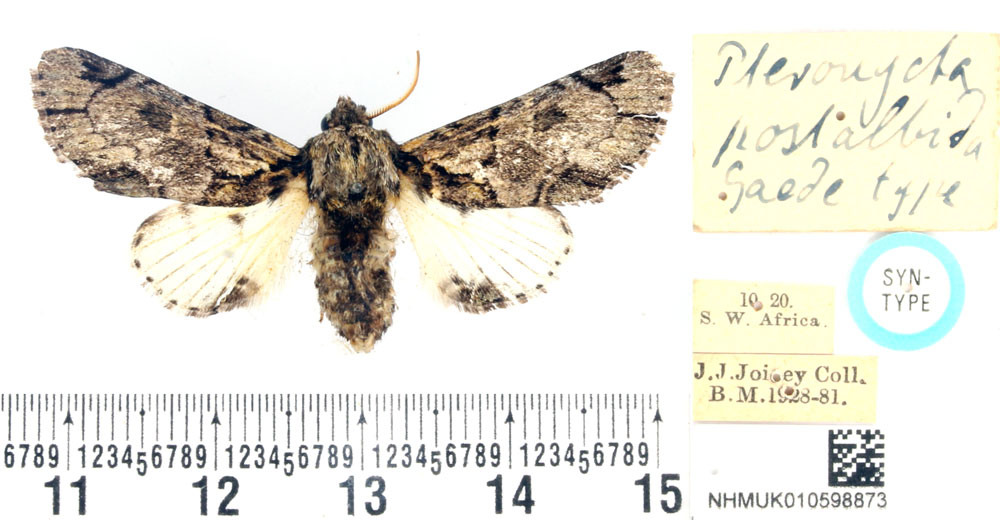 /filer/webapps/moths/media/images/P/postalbida_Pteronycta_LT_BMNH.jpg