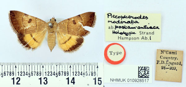 /filer/webapps/moths/media/images/P/postaurantiaca_Plecopterodes_HT_BMNH.jpg
