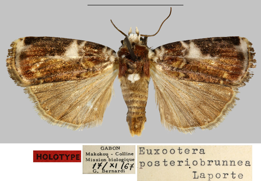 /filer/webapps/moths/media/images/P/posteriobrunnea_Euxootera_HT_MNHN.jpg