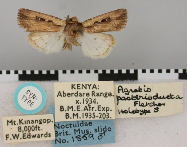 /filer/webapps/moths/media/images/P/posterioducta_Axylia_HT_BMNH.jpg