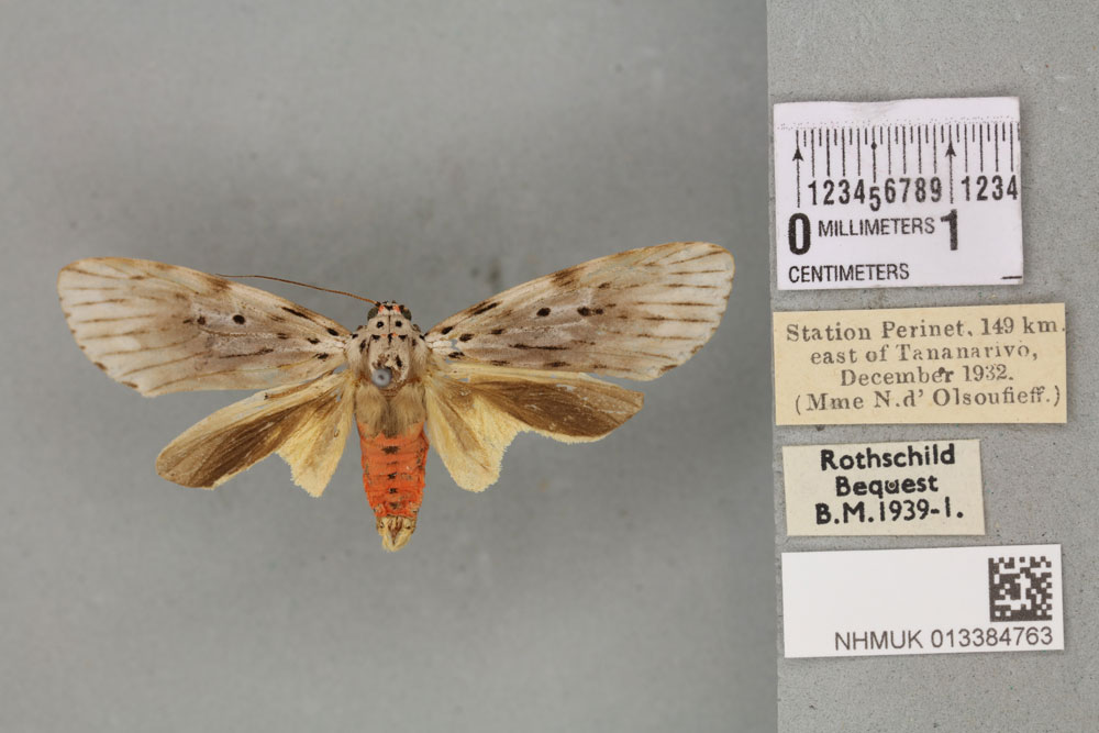 /filer/webapps/moths/media/images/P/postexcisa_Phryganopteryx_PT_BMNH_01a.jpg