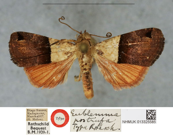 /filer/webapps/moths/media/images/P/postrufa_Eublemma_HT_BMNHa.jpg