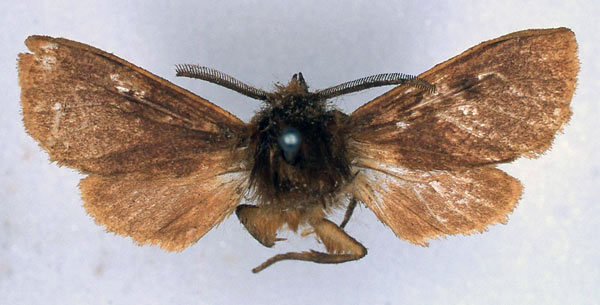 /filer/webapps/moths/media/images/P/postrufescens_Metarctia_HT_BMNH_01.jpg