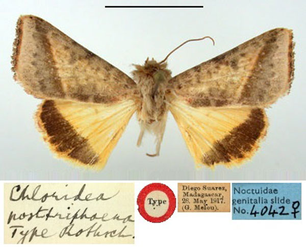 /filer/webapps/moths/media/images/P/posttriphaena_Chloridea_HT_BMNH.jpg