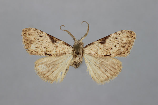 /filer/webapps/moths/media/images/P/praefica_Meganola_A_BMNH.jpg