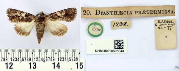/filer/webapps/moths/media/images/P/praetermissa_Dianthaecia_HT_BMNH.jpg