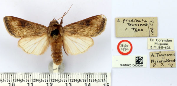 /filer/webapps/moths/media/images/P/praetexta_Leucania_HT_BMNH.jpg