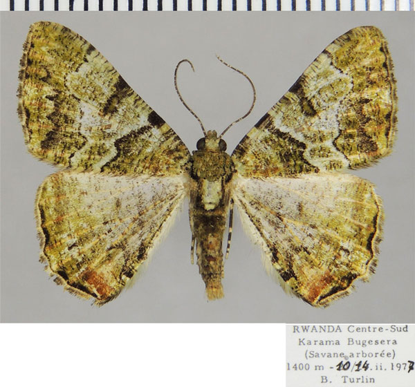 /filer/webapps/moths/media/images/P/prasinaria_Xylopteryx_AM_ZSMa.jpg