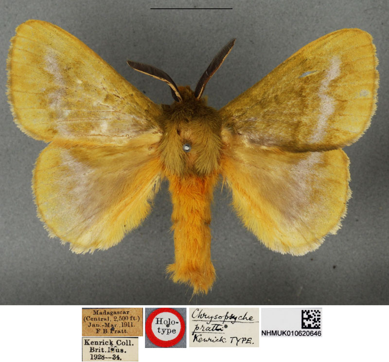 /filer/webapps/moths/media/images/P/pratti_Chrysopsyche_LT_BMNH.jpg