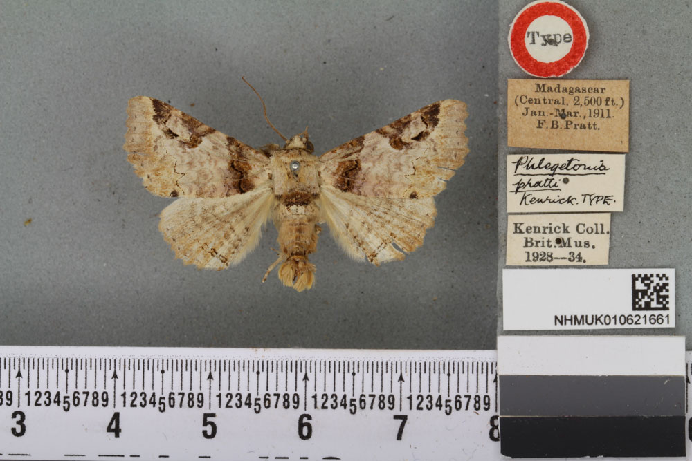 /filer/webapps/moths/media/images/P/pratti_Phlegetonia_HT_BMNHa.jpg