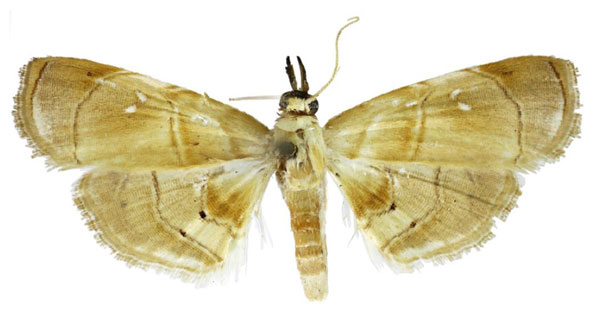 /filer/webapps/moths/media/images/P/preciosalis_Trichophysetis_AM_BMNH.jpg