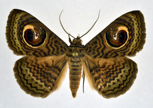/filer/webapps/moths/media/images/P/pretiosissima_Calliodes_AM_NHMO.jpg
