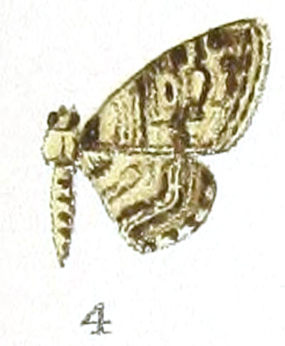 /filer/webapps/moths/media/images/P/pretoriana_Eupithecia_HT_Prout_1-4.jpg