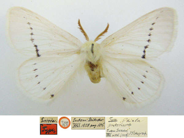 /filer/webapps/moths/media/images/P/pretoriana_Phiala_HT_NHMUKa.jpg
