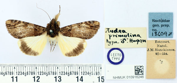 /filer/webapps/moths/media/images/P/primulina_Audea_LT_BMNH.jpg