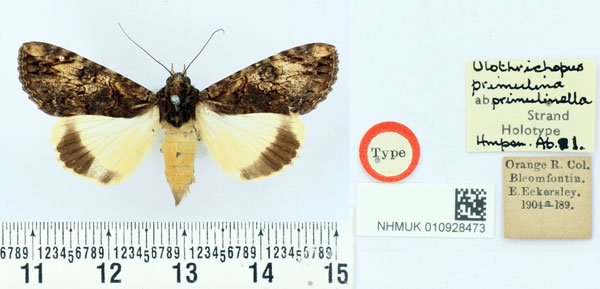 /filer/webapps/moths/media/images/P/primulinella_Ulotrichopus_HT_BMNH.jpg