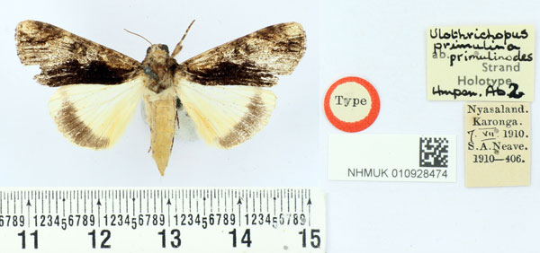 /filer/webapps/moths/media/images/P/primulinodes_Ulotrichudes_HT_BMNH.jpg