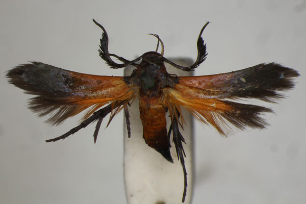 /filer/webapps/moths/media/images/P/princeps_Oedematopoda_A_BMNH.jpg
