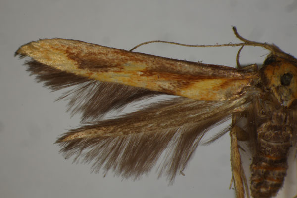 /filer/webapps/moths/media/images/P/principalis_Stathmopoda_HT_BMNH.jpg