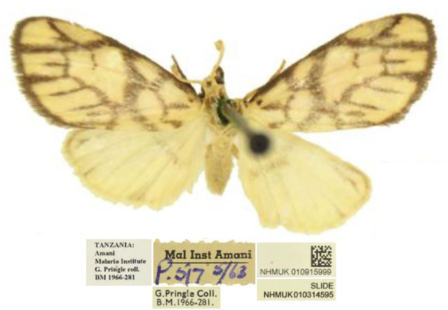 /filer/webapps/moths/media/images/P/pringlei_Tumicla_HT_BMNH.jpg