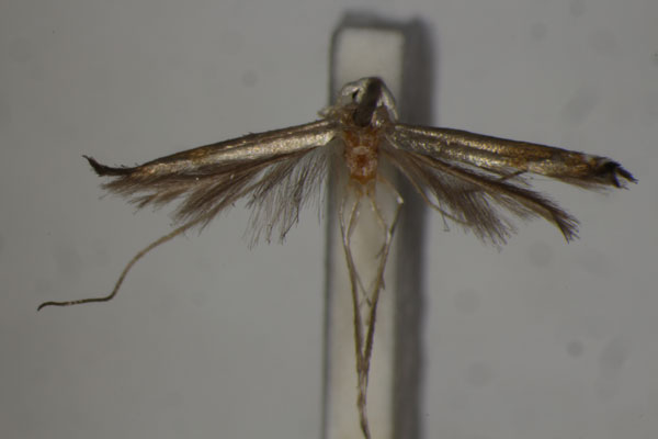 /filer/webapps/moths/media/images/P/probolactis_Lyonetia_PLT_BMNH.jpg