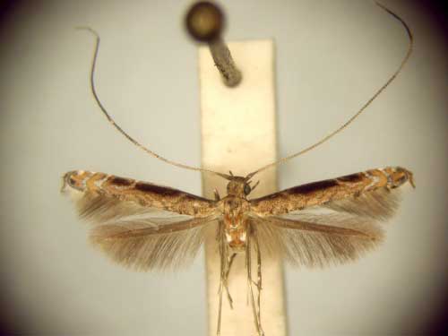 /filer/webapps/moths/media/images/P/procellaris_Semnocera_MT_TMSA6046.jpg