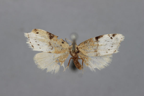 /filer/webapps/moths/media/images/P/progonia_Nola_HT_BMNH.jpg